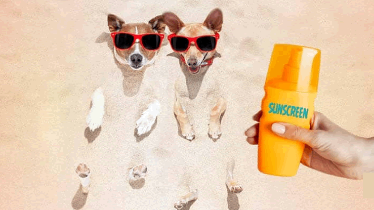 Human Sunscreen on a Dog